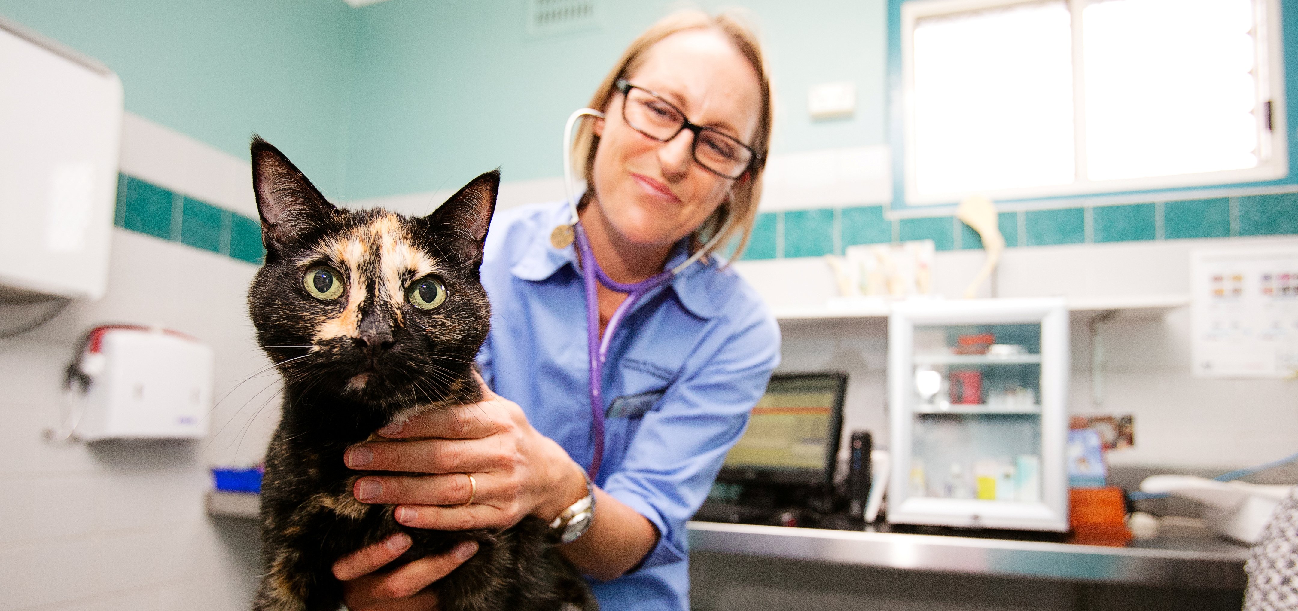 terrace vet irrawang veterinary hospital raymond terrace nsw home terrace vet irrawang veterinary hospital raymond terrace nsw home